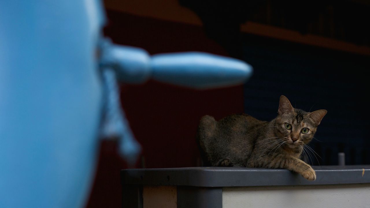 domestic cat, cat, one animal, domestic animals, pets, animal themes, mammal, feline, indoors, whisker, sitting, focus on foreground, relaxation, home interior, close-up, selective focus, looking away, table, no people, alertness