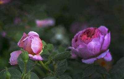 Close-up of pink roses