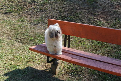 High angle view of dog sitting on field