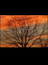 Silhouette bare tree against orange sky