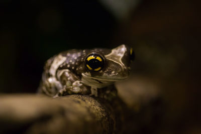 Close-up of frog