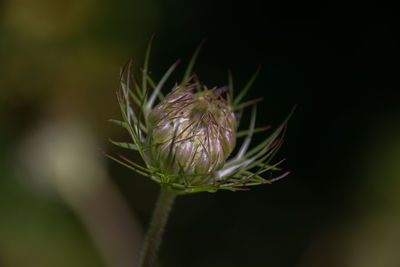 Close-up of red flower buds