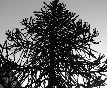 Low angle view of tree against clear sky