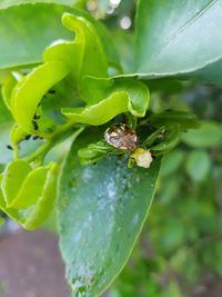 Close-up of grasshopper on leaf