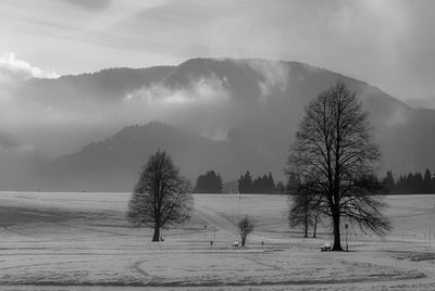 Trees on snow field against sky