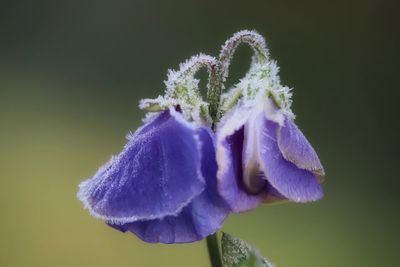 Close-up of purple flower