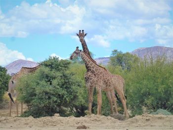 View of giraffe on land against sky and looking right at you.