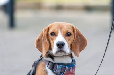 Portrait of dog looking at camera