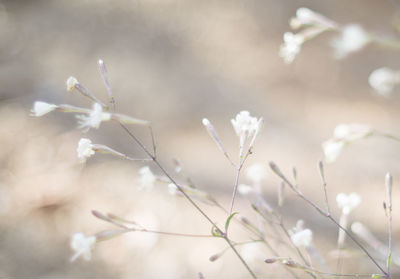 Close-up of white flowering plant