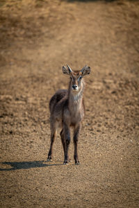 Young male common waterbuck standing on gravel