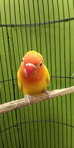 Close-up of parrot in cage