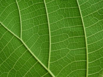 Macro shot of green leaf