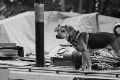 Alert security dog on boat at harbor