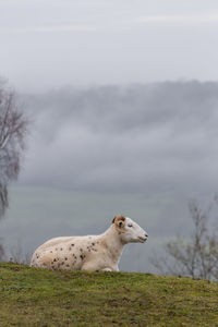 View of a sheep on field