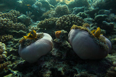 Full frame shot of coral in sea