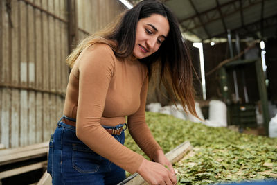 Woman sorting bay leaves by hand in a workshop. traditional bay leaf processing.