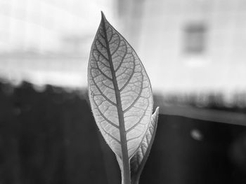 Close-up of plant growing outdoors