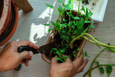 Midsection of person holding potted plant