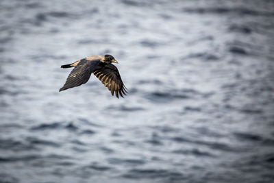 Bird in water