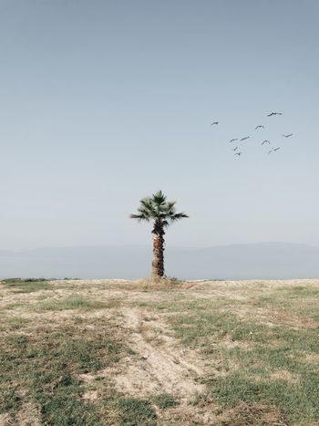 Tree against clear sky