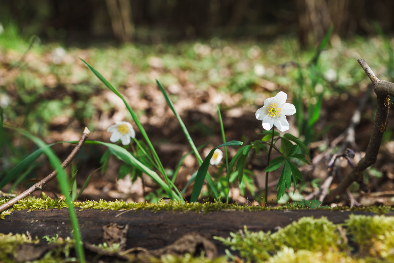 CLOSE-UP OF WHITE FLOWERS ON FIELD