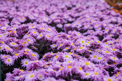 Close-up of purple crocus flowers