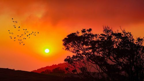 Silhouette of birds flying against orange sky