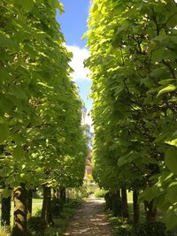 Trees growing in farm against sky