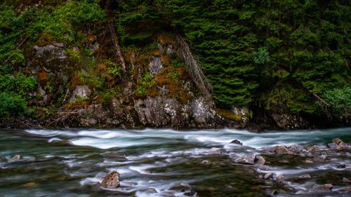 Scenic view of waterfall in forest