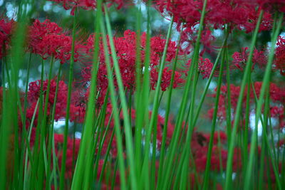 Close-up of red flowering plants on field