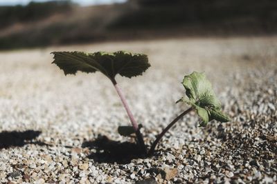 Close-up of plant growing on field