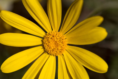 Close-up of yellow flower blooming outdoors