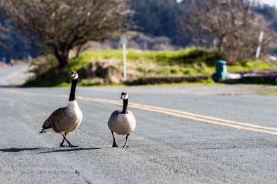 Canada geese on road