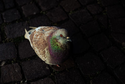 High angle view of pigeons on street