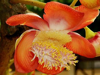 Close-up of flower blooming outdoors