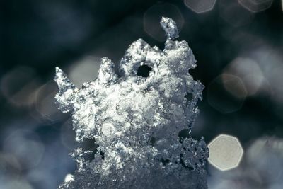 Close-up of frozen plant