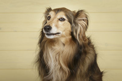 Portrait of dog looking away against wall