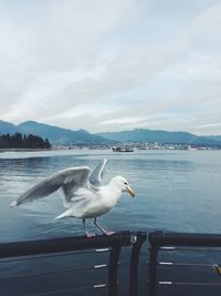 Seagull flying over sea