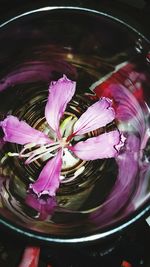 High angle view of pink rose floating on water