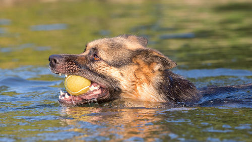 Close-up of german shepherd carrying ball while swimming in lake