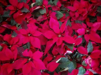 Full frame shot of colorful flowers blooming outdoors