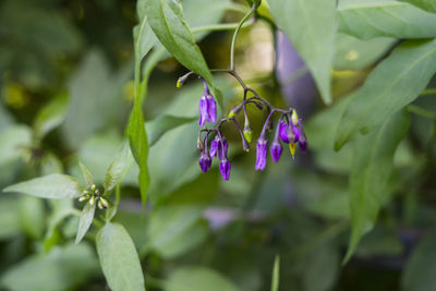 Close-up of purple flowering plant