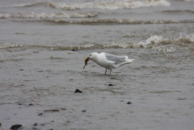 Seagull on beach