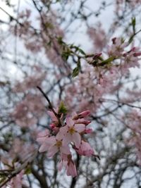Close-up of pink cherry blossom tree