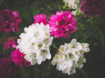 Close-up of pink flowering plant