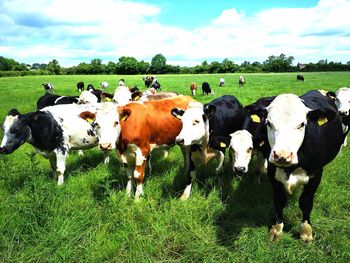 Cows on field