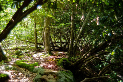 Trees growing in forest