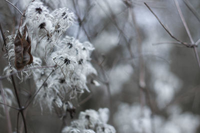 Close-up of snow on plant