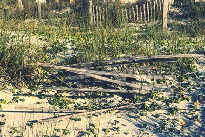 Plants growing on field in forest