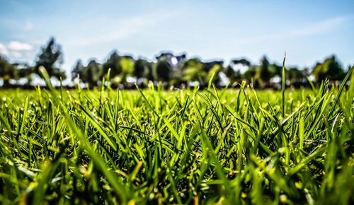 Close-up of fresh green grass in field against sky